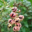 Coriaria japonica fruit P2C